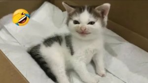 СМЕШНЫЕ КОТЫ 2026 ЛУЧШИЕ ПРИКОЛЫ С КОТАМИ, КОШКИ, ЖИВОТНЫЕ, СМЕШНОЕ ВИДЕО