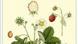 Планетарные энергии и магия в кулинарии