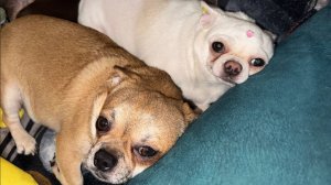 Всем самого доброго вечера и чудесных снов.