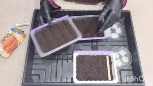 СЕЮ СЛАДКИЕ-ОСТРЫЕ ПЕРЦЫ и БАКЛАЖАНЫ на РАССАДУ 25.02.2026