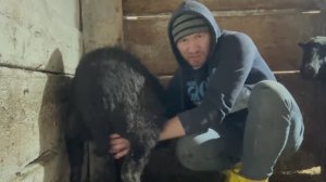 ДОЮ ОВЦУ РУКАМИ, А ЯГНЕНКА ПОЮ ИЗ СОСКИ 🐑🍼