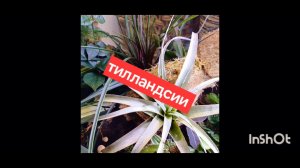 тилландсии || мой уход за тилландсиями || тилландсии в домашних условиях || тилландсии в флорариумах