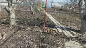 Дачные работы весной /  Рассаду земляники и виолы в теплицу / Сею лук батун / Опрыскиваю деревья 30+