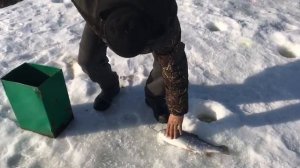 поимка форели на блесну