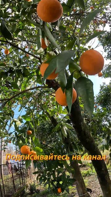 Абхазские АПЕЛЬСИНЫ .Март 2026.