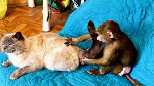 Анфиса решила СДЕЛАТЬ МАССАЖ Басику, но это длилось недолго😄