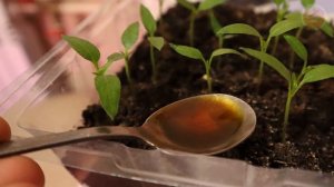 Рассада перца из хилой в толстенькую за 3 дня! Первая подкормка для молодой рассады перца.