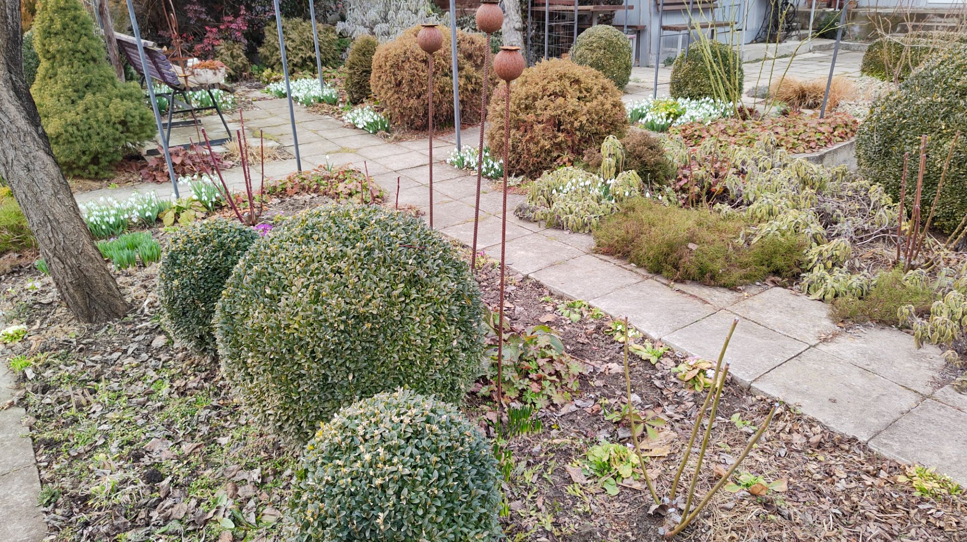 Как перезимовали фотинии, лавровишни, лириопе и молочай. Прогулка по южному саду 09.03.2026 г.