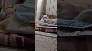 Разговорчивый Снежок