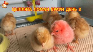 Цыплята Ломан Браун с нуля (День 3) - что изменилось за сутки 😄🐥