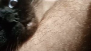 Мой милый укачивает Избалованного котика!