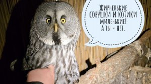 Трогаю жирненькость совы Кофи. Лицевой блинчик тоже трогаю. Сова Ёль выкинула мышь.Пёс Кубик и среда