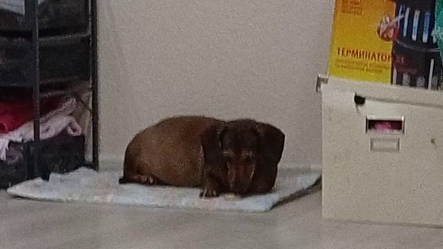 171 2021.01.31_07.10.37 Манька обжора в деле.