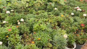 Что сегодня растет   2026. Обход.