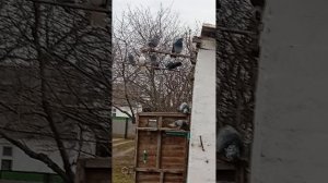 продаются голуби, Ростовская область Сальский р-н (89895013708) Андрей