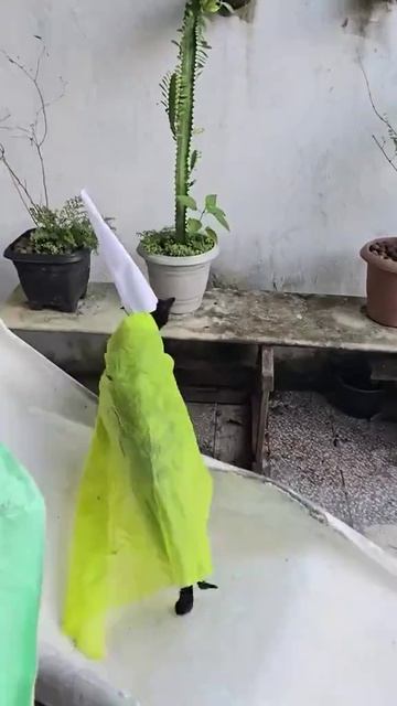 Ворчливый волшебник