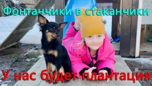 Заложили будущую плантацию фонтанчиков. Подготовил место для огромного количества рассады.