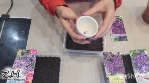 ПОСЕВ ГЕЛИОТРОПА. СОРТ МАРИНА и ОДИСЕЙ
27.01.2026