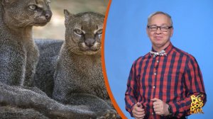 Всё обо всём. Ягуарунди. Выпуск от 11.03.26