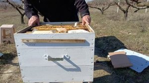 Пришла весна , миндаль цветет, пересаживаю семью пчел в другой улей.