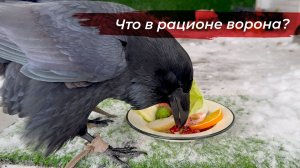 Что любит есть Гоша? Разнообразие питания ворона
