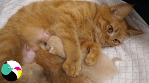 Мама-кошка разговаривает со своими котятами и моет их.