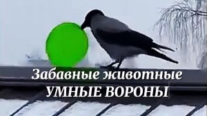 Забавные животные. УМНЫЕ ВОРОНЫ. Как ворон катается с горки и играет в крестики нолики