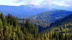 ТАЙГА- ТЫ НЕ ПОВЕРИШЬ, Кто Там Живёт! 5  Таёжных Историй,