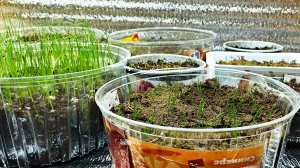 11.03.26 Про всходы лука.В целом довольна.