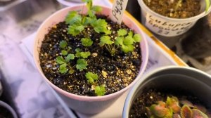 11 марта. Жизнь в городе.
Рассада не погибла.