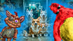 ДЖИБЛЕТ И ЧАМ ТОЧНО НАШИ ДРУЗЬЯ? Корги Коржик Говорящая собака