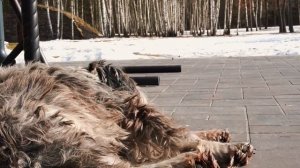 Печки лавочки/Перемещаемся из цивилизации на хутор, а потом из холода в жару.