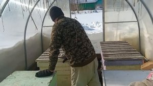 Вылетели пчелы у нас так рано.Сделали облет.