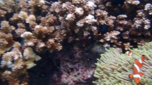 На Боракае во время погружения.