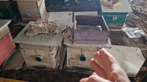 1й облёт пчёл, начало сезона 2026 года. 11 марта.