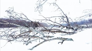 ЗИМНЯЯ РЫБАЛКА и ВЕСЕННИЕ ОКУНИ В ПОДВОДНОМ ЛЕСУ. Хитрости безнасадки