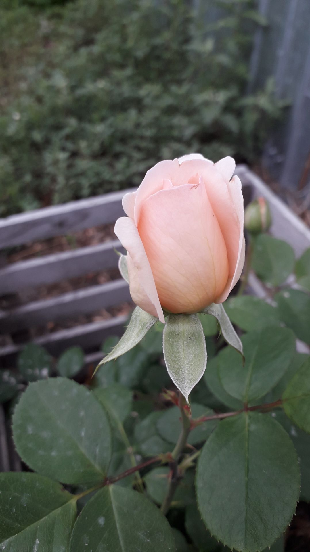 Ограждение для розы