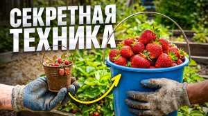 90 дачников убивают КЛУБНИКУ Срочно проверьте свои грядки