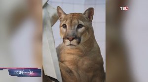 Пума Геркулес осваивает тренажер в Московском зоопарке