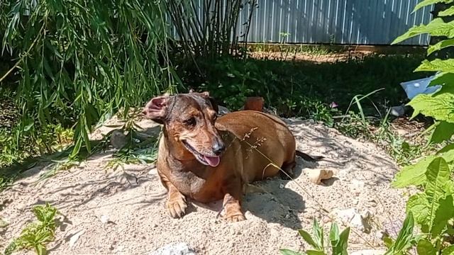 187 2021.06.20_15.01.05 Маня на жаре.