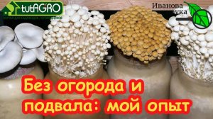 Я в ШОКЕ! КИЛОГРАММЫ грибов в неделю прямо В БАНКЕ! Грибы НА ПОДОКОННИКЕ может вырастить каждый!