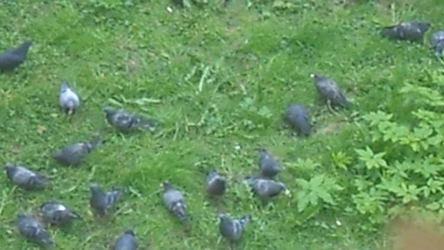 Стая голубей нашла еду 35486485. Архив весна 2024. DSCN5376