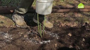 УХАЖИВАЕМ ЗА РОЗАМИ. Как удобрять розы весной. Внесение удобрений для роз. Советы садовода