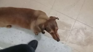 180 2021.03.27_01.16.14 Маня по лестнице поднимается.