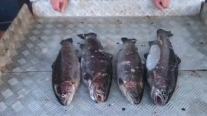 улов форели у Александра