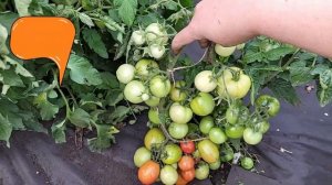 15 СОРТОВ ТОМАТА   ПОСАДИЛ И ЗАБЫЛ, САМЫЕ БЕСПРОБЛЕМНЫЕ, НЕ НАДО ПАСЫНКОВАТЬ