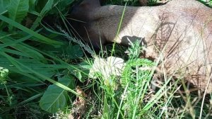 161 2020.08.23_15.49.30 Маня потеряла жабу.