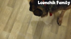 Играю с собакой!