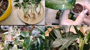 Цветочные дела | Март| Пересадки| Проверка посаженных срезов хойи