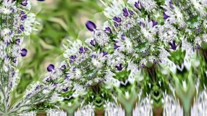 Видеофоны! Видеофон Подснежники 8! Футаж от Киностудии Мудрого Кота Тимофея!